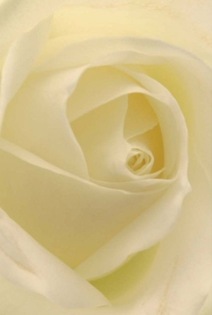 Examined closely under the filtered natural glow one finds on a tranquil Maida Vale day, this white rose reveals a tapestry of creamy petals spiralling with sculpted precision. The layering is at once intricate and soothing, as if each petal were brushed with the same calm you'll find wandering among the tree-lined crescents near Randolph Avenue. Soft shadows dapple the folds, creating depth and gentle highlights, while each slight curve feels as if it has been shaped by patient artistry. The rose embodies both purity and understated strength-its flawless core and immaculate arrangement making it a versatile choice for the most tender occasions, from wedding bouquets on Lanark Road to elegant tokens of apology. Inhaled, its fragrance is delicate yet unmistakable: clean, graceful, and evocative of fresh beginnings. This floral design isn't just an emblem of local floral mastery-it's a testament to Maida Vale's appreciation for timeless elegance and heartfelt connection, perfect for expressive gestures large and small.